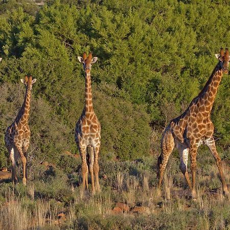 Ko Ka Tsara Bush Camp Βίλα Beaufort West Εξωτερικό φωτογραφία