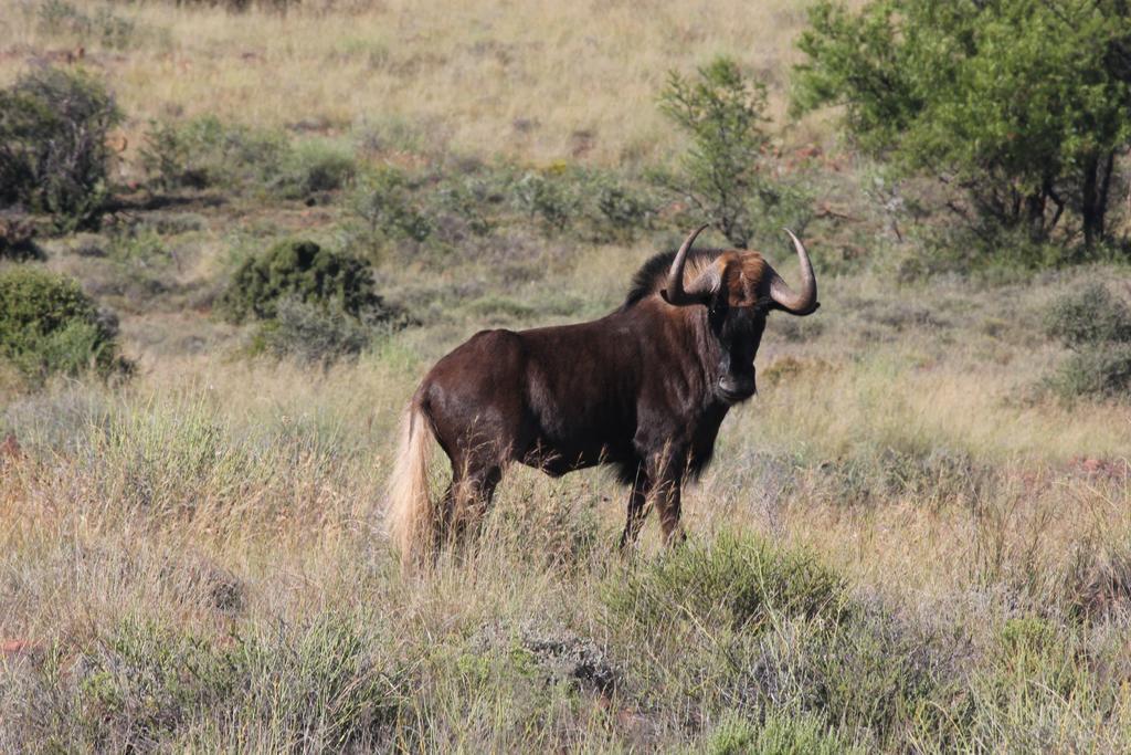 Ko Ka Tsara Bush Camp Βίλα Beaufort West Εξωτερικό φωτογραφία