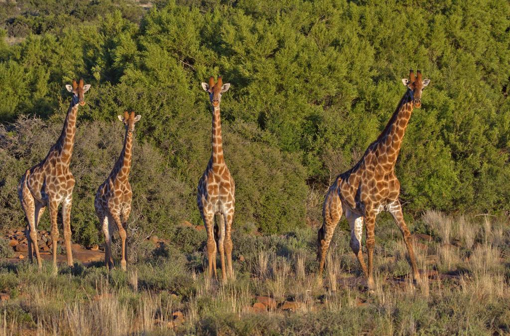 Ko Ka Tsara Bush Camp Βίλα Beaufort West Εξωτερικό φωτογραφία